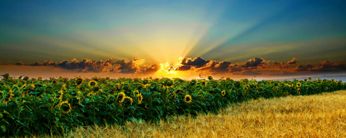 Stimmungsbild Feld, Sonnenuntergang mit Sonnenblumen